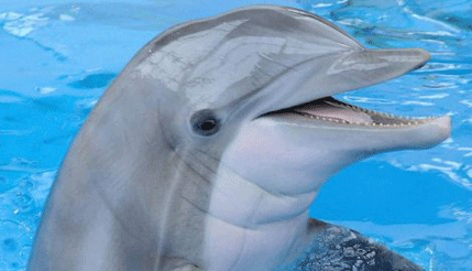 Brazil: Nasukalo se 30 delfina Brazil: Nasukalo se 30 delfina