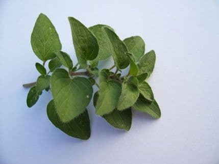 Origano – najjači prirodni antibiotik Origano – najjači prirodni antibiotik