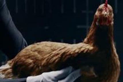 Mercedesove "rasplesane kokoške" - reklama godine! Mercedesove "rasplesane kokoške" - reklama godine!