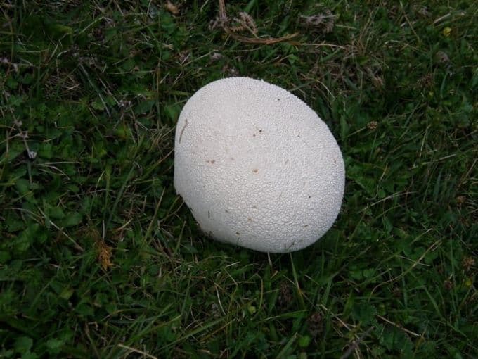 BiH: Ubrao gljivu tešku 6,5 kilograma BiH: Ubrao gljivu tešku 6,5 kilograma