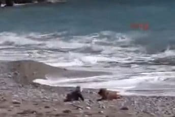 VIDEO: Najbolji prijatelji djece