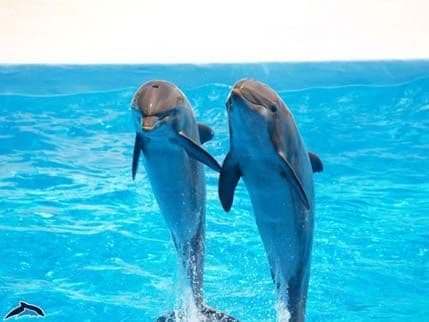 Delfini pomažu u deminiranju Jadrana  Delfini pomažu u deminiranju Jadrana