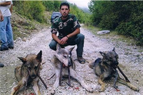 “Green Home”: Nadležni da reaguju na ubijanje vukova “Green Home”: Nadležni da reaguju na ubijanje vukova