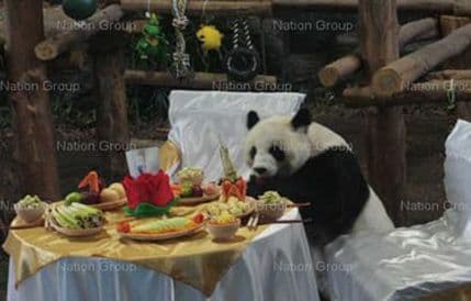 Čuvena panda Linping odlazi u Kinu u potrazi za partnerom Čuvena panda Linping odlazi u Kinu u potrazi za partnerom