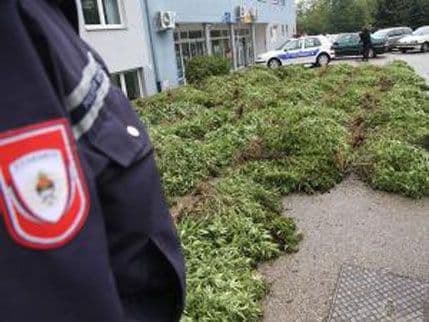 Laktaši: Na javnoj površini zasađena tona marihuane Laktaši: Na javnoj površini zasađena tona marihuane