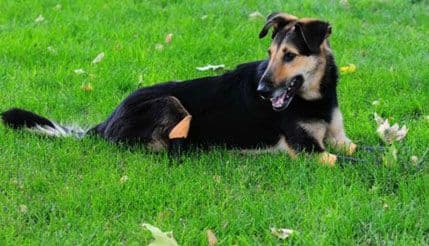 Keruša Mila ponovo udomljena Keruša Mila ponovo udomljena