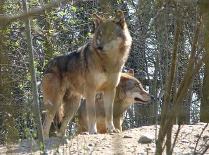 Čovjek je vuku vuk Čovjek je vuku vuk