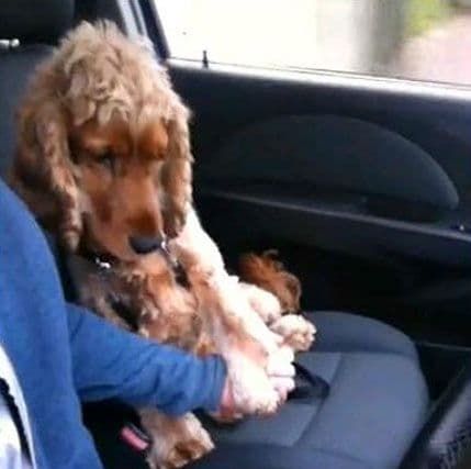 VIDEO: Kako se pas nosi sa strahom od vožnje VIDEO: Kako se pas nosi sa strahom od vožnje