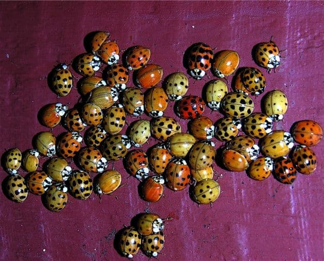 Kineske bubamare okupirale domaćinstva u Bijelom Polju Kineske bubamare okupirale domaćinstva u Bijelom Polju