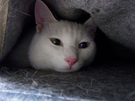 Čokolada i voće su loši za kućne ljubimce Čokolada i voće su loši za kućne ljubimce