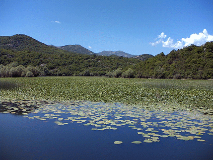 Utopio se T.P. (36) na ušću Morače u Skadarsko jezero Utopio se T.P. (36) na ušću Morače u Skadarsko jezero