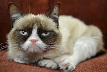 Sankcije i za mačke iz Rusije: Zabrana učešća na međunarodnim takmičenjima Sankcije i za mačke iz Rusije: Zabrana učešća na međunarodnim takmičenjima