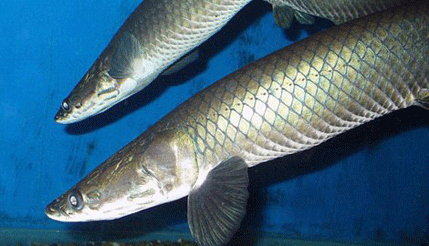 Pirane joj ništa ne mogu: Riba sa superoklopom Pirane joj ništa ne mogu: Riba sa superoklopom