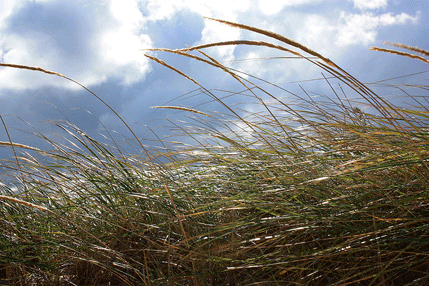 Danas vjetrovito, do 23 stepena Danas vjetrovito, do 23 stepena
