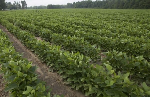 Zogović: Sjednice Socijalnog savjeta biće otvorene za javnost Zogović: Sjednice Socijalnog savjeta biće otvorene za javnost