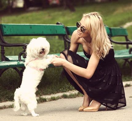 Savjeti za izlazak sa psom u park Savjeti za izlazak sa psom u park