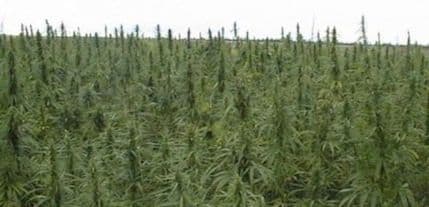 Urugvaj osniva državnu industriju marihuane Urugvaj osniva državnu industriju marihuane