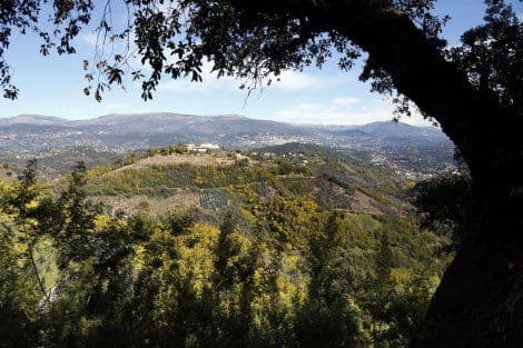 Zlato „raste“ na stablima eukaliptusa! Zlato „raste“ na stablima eukaliptusa!