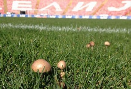 Pečurke rastu na stadionu Crvene zvezde Pečurke rastu na stadionu Crvene zvezde
