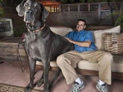 Uginuo najviši pas na svijetu Uginuo najviši pas na svijetu