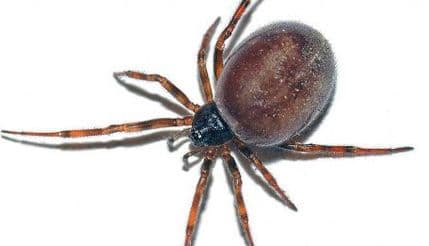 Britanija: Koledž zatvoren zbog najezde paukova Britanija: Koledž zatvoren zbog najezde paukova