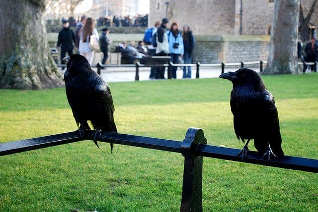 Lisice žele da „sruše“ Britansko carstvo Lisice žele da „sruše“ Britansko carstvo