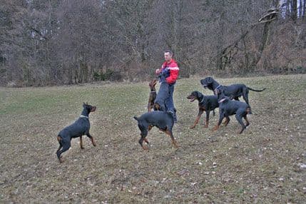 Kamp-seminar za vlasnike pasa i njihove ljubimce Kamp-seminar za vlasnike pasa i njihove ljubimce