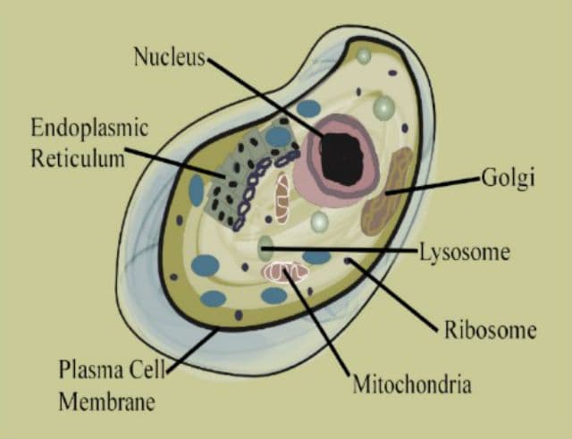 Koliko ćelija ima u ljudskom organizmu? Koliko ćelija ima u ljudskom organizmu?