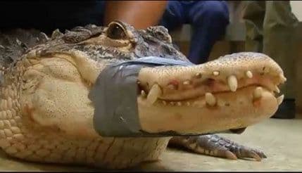 Na aerodromu u Čikagu pronađen aligator Na aerodromu u Čikagu pronađen aligator