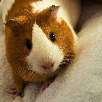 FOTO: Nagradna igra Pet šopa „Dora“ i Portala Analitika FOTO: Nagradna igra Pet šopa „Dora“ i Portala Analitika