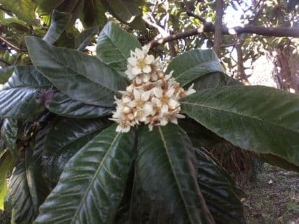 Ponovo procvjetale mušmule Ponovo procvjetale mušmule