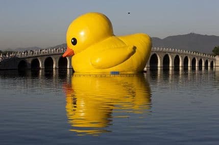 Džinovska žuta patka žrtva zemljotresa Džinovska žuta patka žrtva zemljotresa