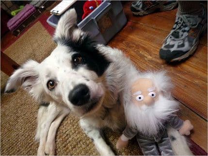 VIDEO: Čejser – pas koji razumije 1.000 riječi VIDEO: Čejser – pas koji razumije 1.000 riječi