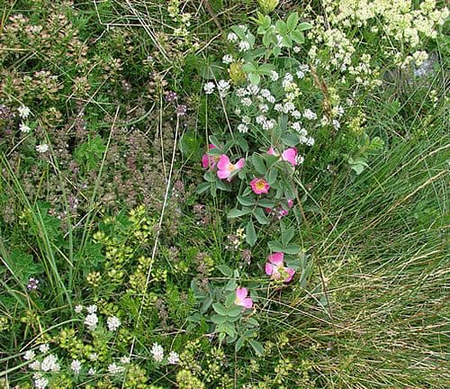 Potrebno formiranje banke gena crnogorskih, rijetkih i zaštićenih biljaka i životinja Potrebno formiranje banke gena crnogorskih, rijetkih i zaštićenih biljaka i životinja