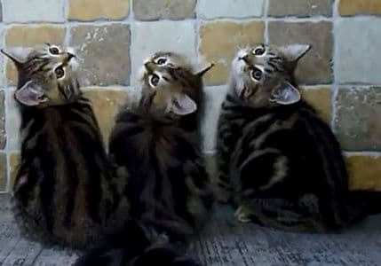 Pogledajte neodoljivi ples prugastih mačića Pogledajte neodoljivi ples prugastih mačića