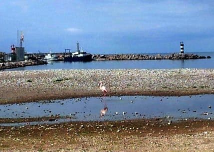 Flamingos, jedan ali vrijedan Flamingos, jedan ali vrijedan