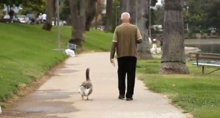 VIDEO: Penzioner i guska svakodnevno šetaju parkom VIDEO: Penzioner i guska svakodnevno šetaju parkom