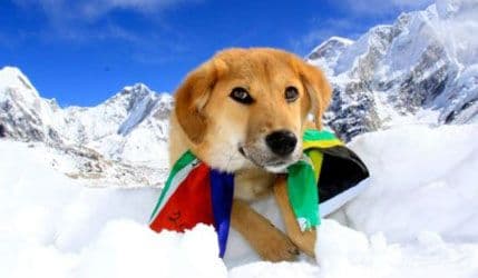 Rupi, prvi pas koji je osvojio 'krov svijeta' Rupi, prvi pas koji je osvojio 'krov svijeta'