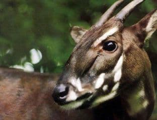 Upoznajte saolu: Ovaj rijedak sisar nije viđen čak 15 godina! Upoznajte saolu: Ovaj rijedak sisar nije viđen čak 15 godina!