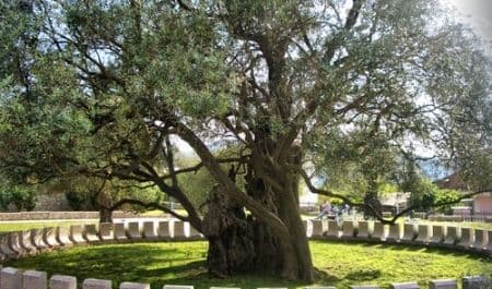 Nagrađeni dječji radovi na temu “Šapat masline” Nagrađeni dječji radovi na temu “Šapat masline”