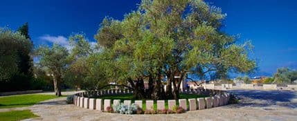 Susreti pod Starom maslinom 18. i 19. novembra Susreti pod Starom maslinom 18. i 19. novembra