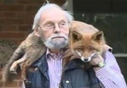 VIDEO: Kada je lisica kućni ljubimac VIDEO: Kada je lisica kućni ljubimac