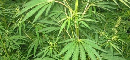 ALBANIJA: Zaplijenjene dvije tone kanabisa ALBANIJA: Zaplijenjene dvije tone kanabisa