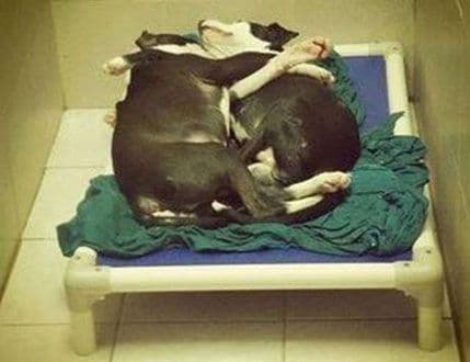 VIDEO: Mješanac brine o svom bratu koji ne vidi VIDEO: Mješanac brine o svom bratu koji ne vidi