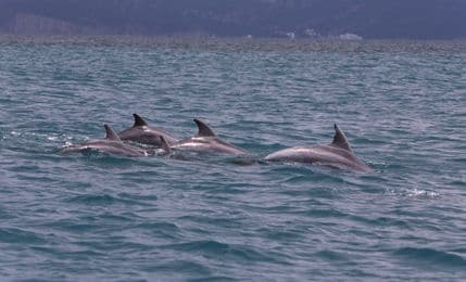 ĐUROVIĆ: Delfini viđeni ovog ljeta još su u Bokokotorskom zalivu, to je dobra vijest ĐUROVIĆ: Delfini viđeni ovog ljeta još su u Bokokotorskom zalivu, to je dobra vijest