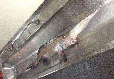 Čudovište iz dubina: Ulovljena rijetka himera sa repom poput biča Čudovište iz dubina: Ulovljena rijetka himera sa repom poput biča