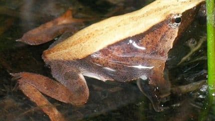 Izumrla žaba nazvana po Čarlsu Darvinu Izumrla žaba nazvana po Čarlsu Darvinu