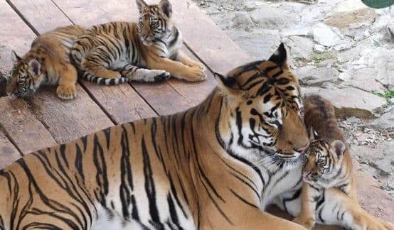 Dikaprio u akciji spašavanja tigrova Dikaprio u akciji spašavanja tigrova