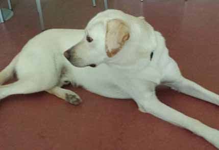 UMHCG: Ori stigao u Crnu Goru UMHCG: Ori stigao u Crnu Goru