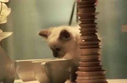 VIDEO: IKEA pustila sto mačaka da se šetaju salonom VIDEO: IKEA pustila sto mačaka da se šetaju salonom